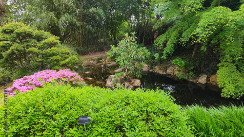 Canvas Print Japanese garden in sunny spring day