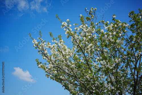White Spring Blossoms Against Blue Sky in Kumamoto, Japan