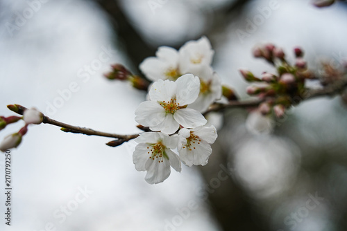 White Cherry Blossoms in Spring at Aso Shrine, Kumamoto, Japan