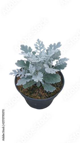 Obraz na plátne Silver ragwort dusty miller plant in black pot PNG isolated on transparent backg