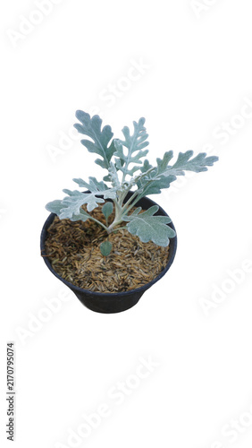 Obraz na plátně Silver ragwort dusty miller plant in black pot PNG isolated on transparent backg