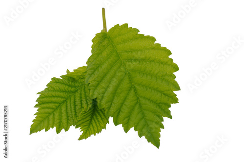 Elm tree leaf isolated on white background