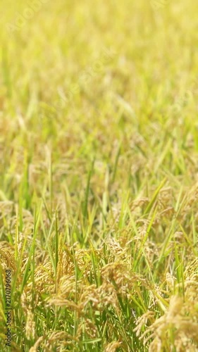 Golden Rice Ears in Paddy Field During Harvest Season