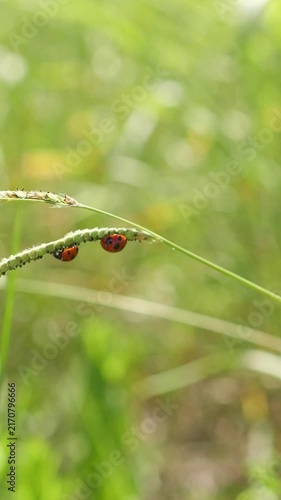 Ladybugs on Grass Seed Head