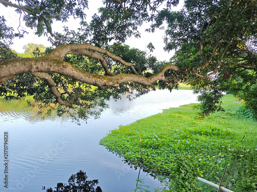 Bild auf Leinwand Scenic view of a tranquil river bank covered with dense green aquatic plants und