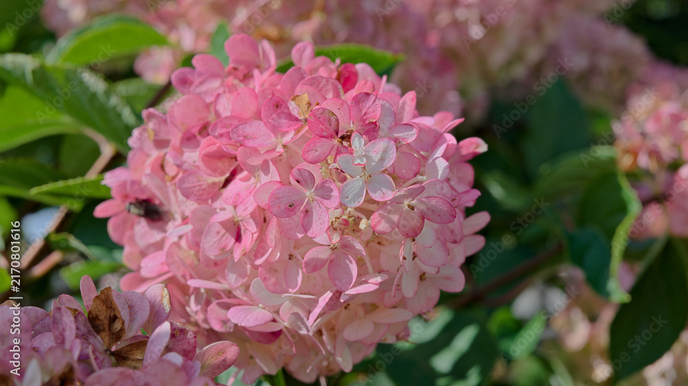 Fototapeta premium Close-up of pink flowering panicle hydrangea, Hydrangea paniculata, with maturing blossoms in a garden in late summer.