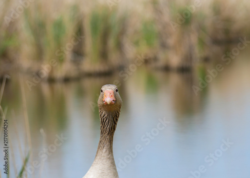 Canvas Print Grey goose by the water, looking towards the viewer on a sunny day