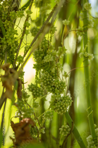 Konstfotografi Parasitic dodder vine growing among dense green vegetation
