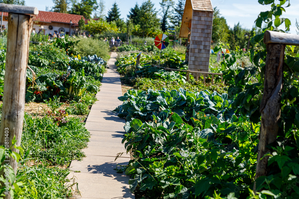 Fototapeta premium Lush community garden with a path, rows of fresh vegetables, and people in the background.