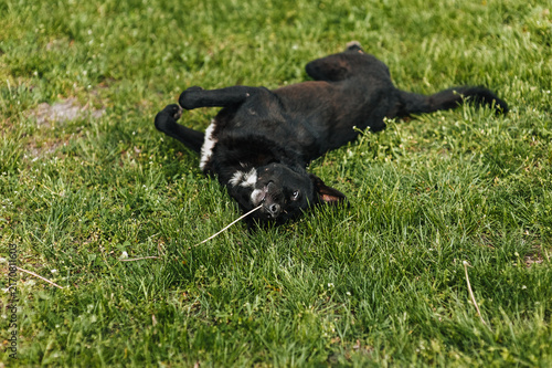 A photograph of an animal, a black mongrel dog, lying on the grass, playful, chewing on a straw.