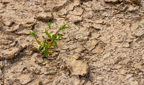 Last Green Plant Growing in Parched Soil as Symbol of Drought and Climate Change