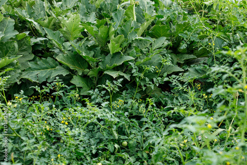 Принти на полотні Close-up of a vibrant home garden with growing tomato plants, small yellow flowe