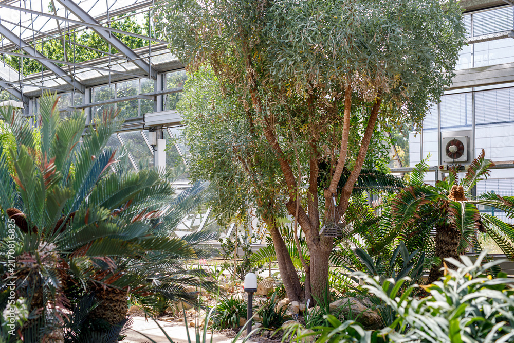 Obraz premium Vibrant tropical plants thrive inside a modern botanical garden greenhouse with a glass roof.