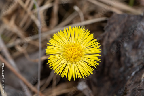 Obraz na plátně Single bright yellow coltsfoot (Tussilago farfara) flower close up, top view cen