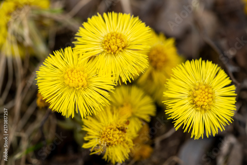 Foto Group of bright yellow coltsfoot (Tussilago farfara) flowers on spring ground cl