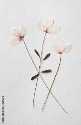 Three dried flowers arrangement