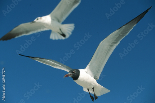 Foto 00979-001.18 Laughing Gull (Larus atricilla)  in flight    FL