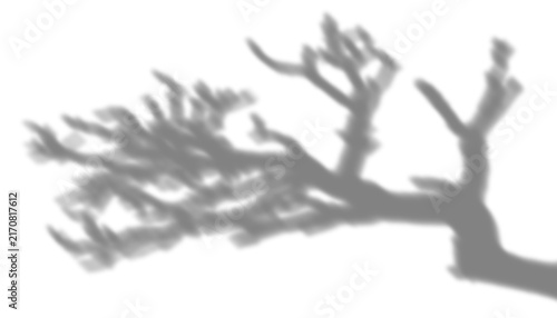 Obraz na płótnie A soft grey shadow of bare tree branches, isolated on transparent background