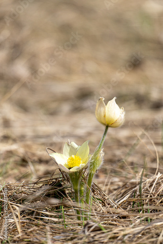 Canvastavla Vertical shot of pasqueflowers (Pulsatilla patens) with copy space on a blurry p