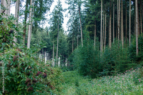 фотографія Dense forest landscape featuring tall trees, vibrant green foliage, and wildflow