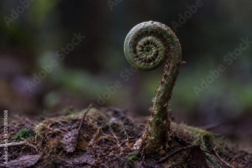 Involute fern fiddlehead in forest moss, growth and nature renewal concept