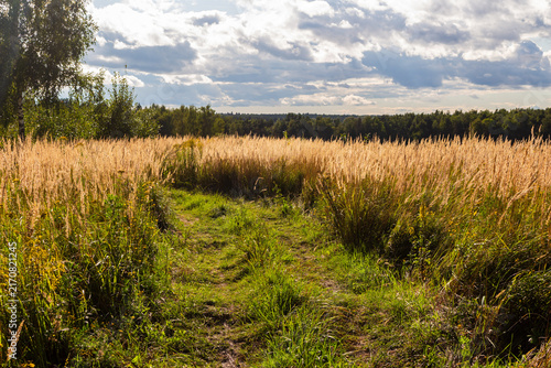 Fotografie Golden stalks of wild grass sway in a rustic meadow under a dramatic cloudy sky,