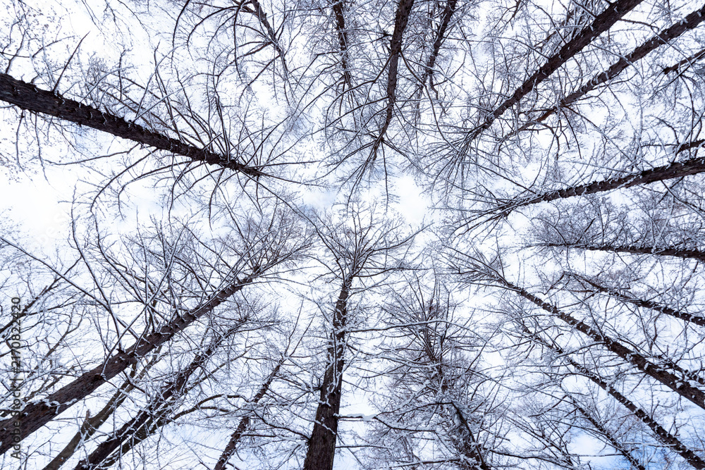 Obraz premium Winter forest canopy viewed from below: bare tree branches reaching toward overcast sky, minimalist landscape with intricate branch patterns and cool tones