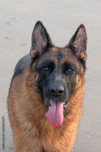 Konstfotografi A close-up of a German Shepherd dog standing on a sandy surface with its tongue