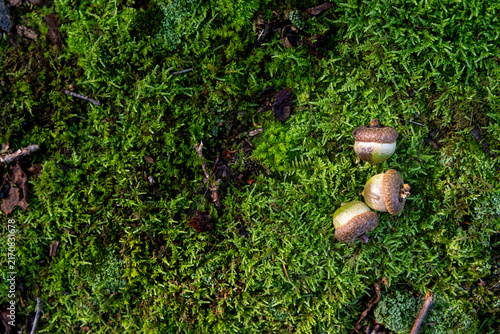 Canvastavla Acorns on Lush Green Moss, Three ripe acorns rest on a vibrant carpet of soft gr