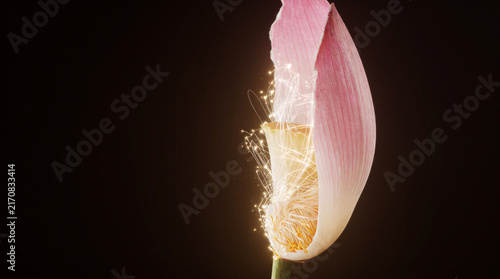 Bioluminescent optical fiber threads repairing a torn pink lotus petal in darkness