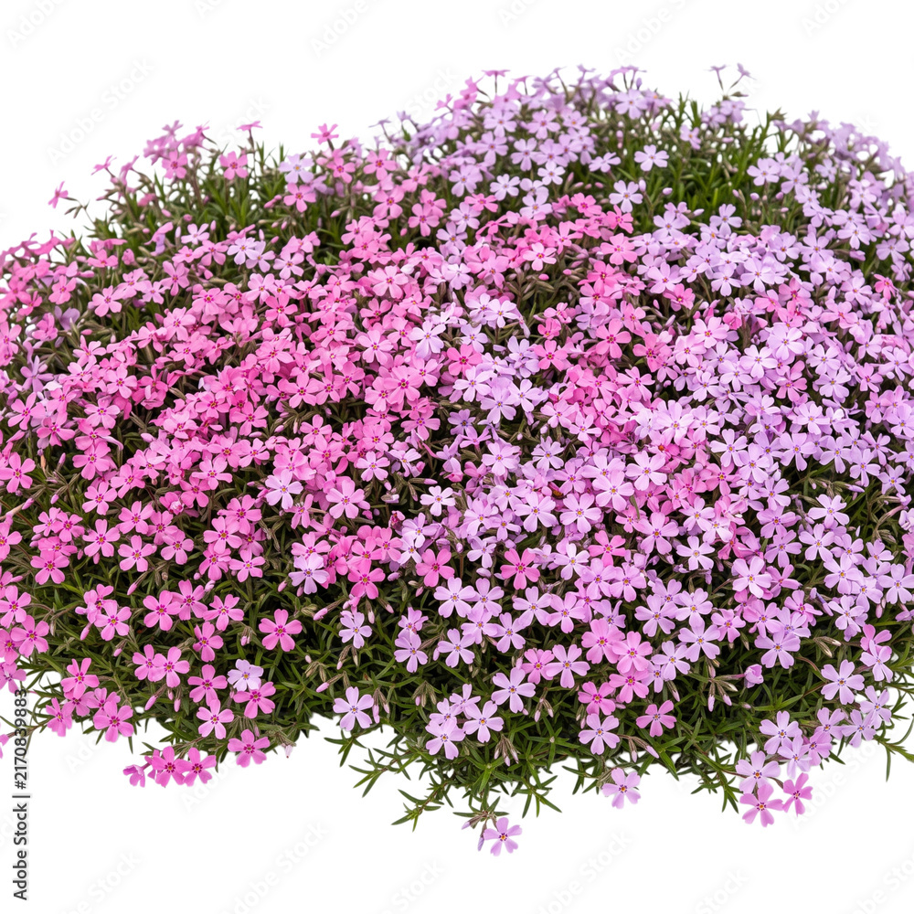 Obraz premium Creeping Phlox (Phlox subulata) carpet of pink and lavender blooms isolated on transparent background highlights dense mat-forming perennial groundcover, starry flowers, and fine needle-like foliage.