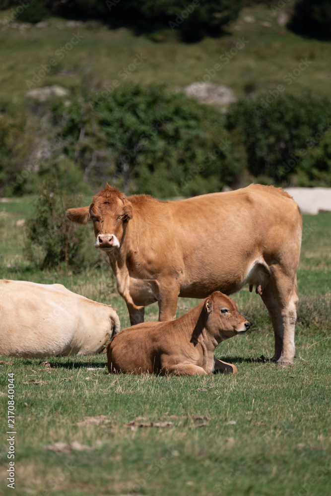 Fototapeta premium cow and calf