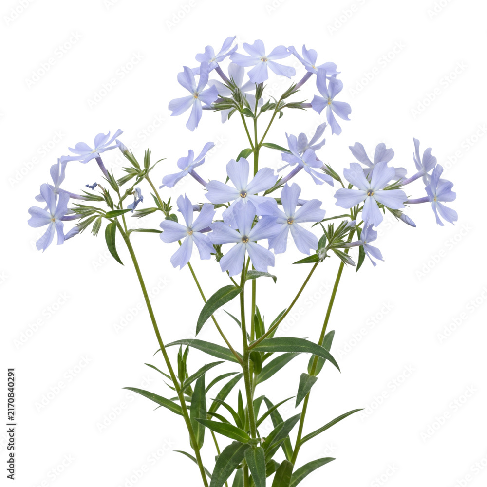 Obraz premium Wild Blue Phlox Phlox divaricata pale blue star shaped flowers isolated on transparent background