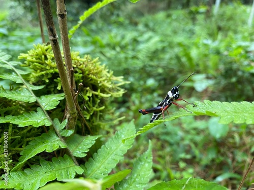 Cuadro en lienzo Belalang-belalang berwarna-warni bertengger di atas daun di tengah hutan