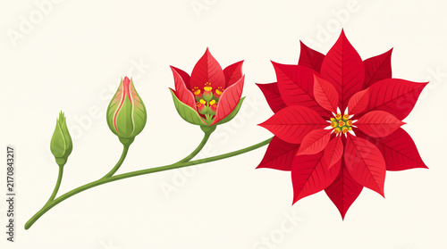 Red poinsettia bud blooming. Christmas flower illustration