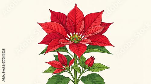 Red poinsettia bud blooming. Christmas flower illustration