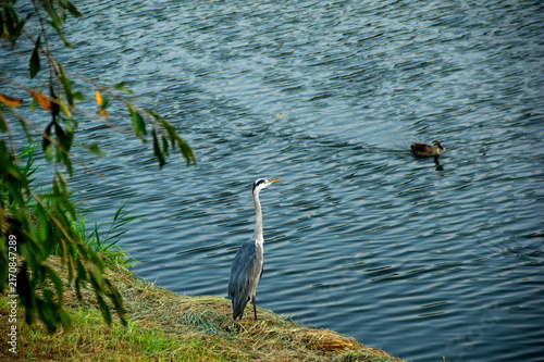Obraz na plátně grey heron　and river