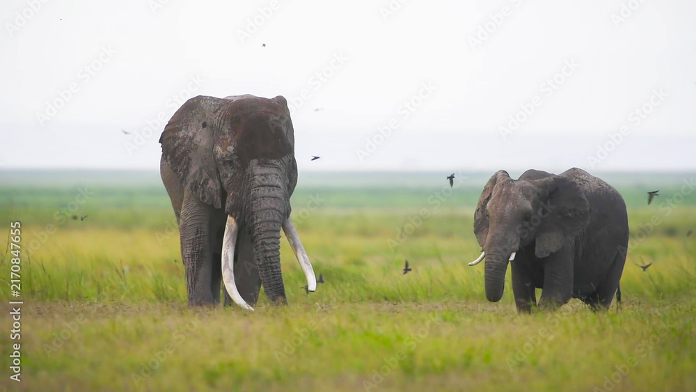 Fototapeta premium African Elephant great tusker bull paired with smaller bull on open Amboseli floodplain, birds swirling overhead