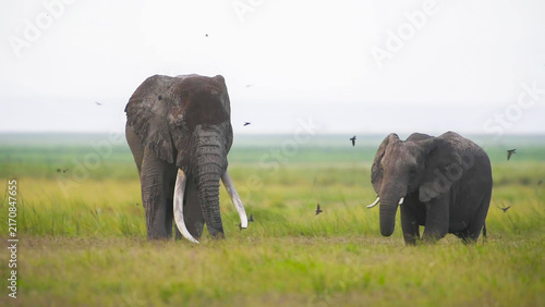 Obraz na płótnie African Elephant great tusker bull paired with smaller bull on open Amboseli flo