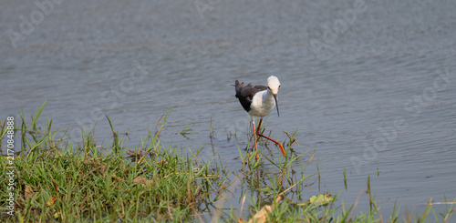 The Black‑winged Stilt is a graceful wading bird with striking black‑and‑white plumage and long red legs