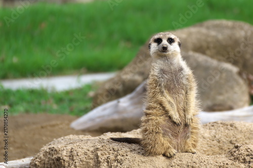 Konstfotografi meerkat on the lookout