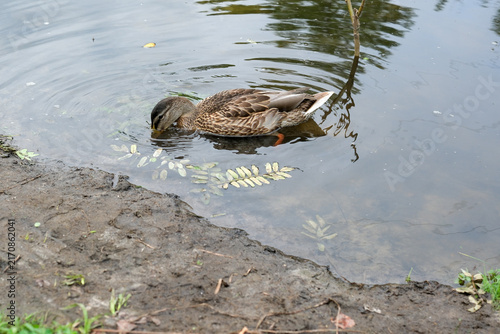 Wild mallard duck feeding in a calm park pond near muddy shore