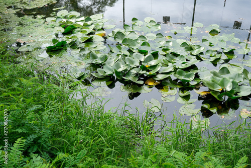Green water lilies and grass on wild pond or river bank