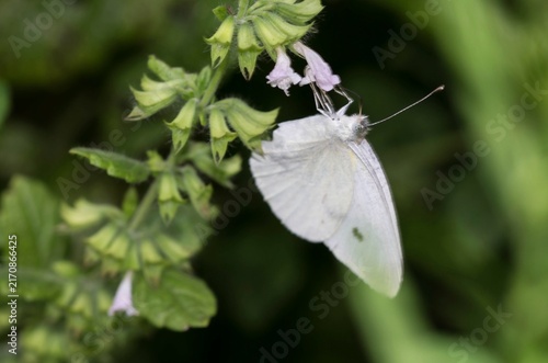 White butterfly resting and feeding on a purple wildflower stalk in a summer garden.