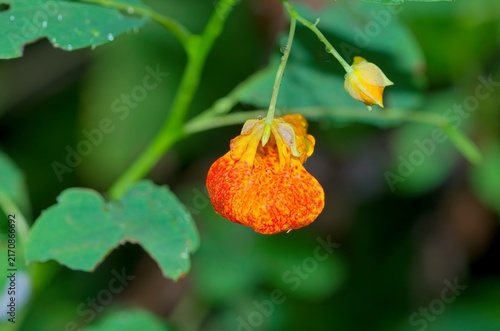 Vibrant orange jewelweed flower with raindrops hanging on a stem with a green background.
