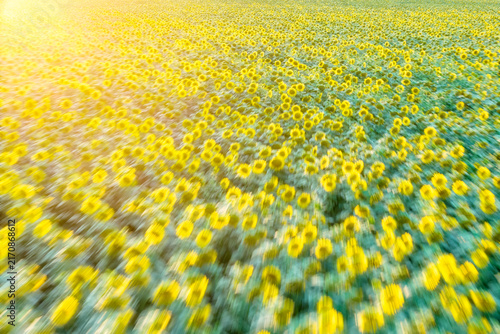 Foto Dense sunflower field captured with intentional camera movement, creating dynamic forward motion blur across yellow flowers and green foliage in bright summer light