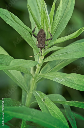 Large brown leaf footed bug crawling through vibrant green goldenrod leaves in a summer field.