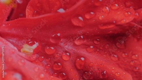 Macro Water Droplets on Red Hibiscus Petal	