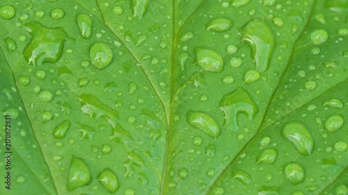 Macro image of water droplets on green leaves, close-up of rainy season drops rainwater on the green leaf	