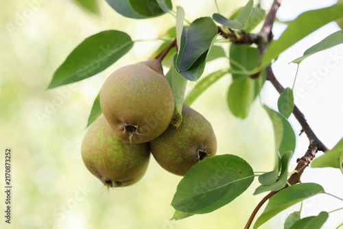 Konstfotografi Pears ripen in the home garden
